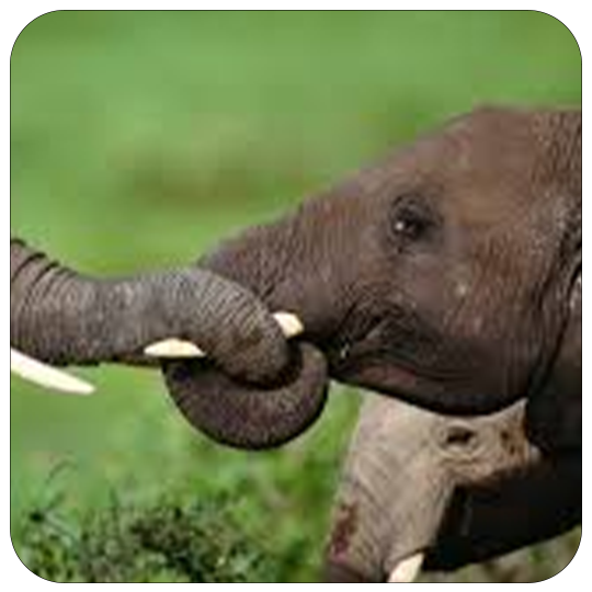 Animal Nature Sound Imitation